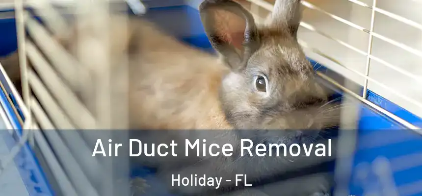 Air Duct Mice Removal Holiday - FL