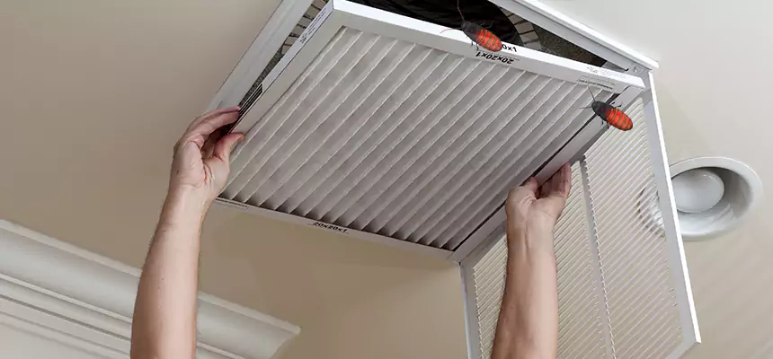 Our Insect Removal from Air Ducts Services in Holiday, FL